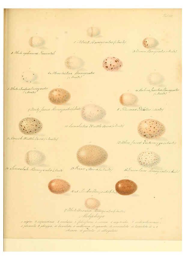 Reproducción/Reproduction 6106183912: Zur Fortpflanzungsgeschichte der gesammten Vögel Dresden,[1856?]