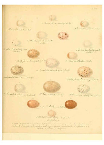 Reproducción/Reproduction 6106183912: Zur Fortpflanzungsgeschichte der gesammten Vögel Dresden,[1856?]