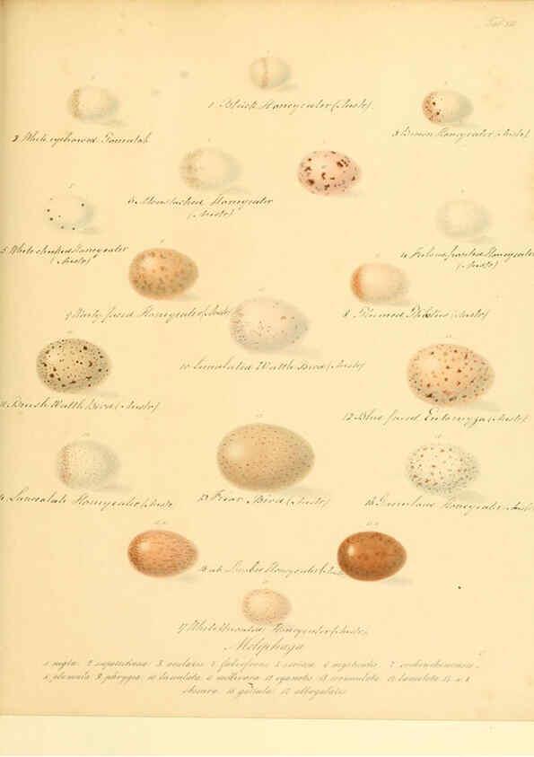 Reproducción/Reproduction 6106183912: Zur Fortpflanzungsgeschichte der gesammten Vögel Dresden,[1856?]