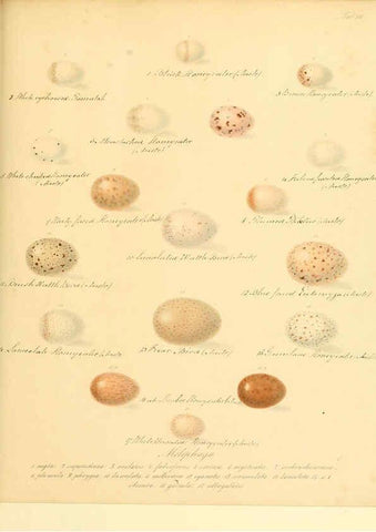 Reproducción/Reproduction 6106183912: Zur Fortpflanzungsgeschichte der gesammten Vögel Dresden,[1856?]