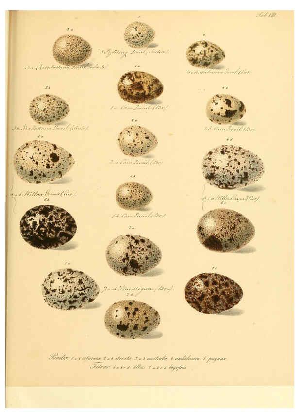 Reproducción/Reproduction 6105638139: Zur Fortpflanzungsgeschichte der gesammten Vögel Dresden,[1856?]