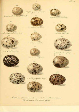 Reproducción/Reproduction 6105638139: Zur Fortpflanzungsgeschichte der gesammten Vögel Dresden,[1856?]