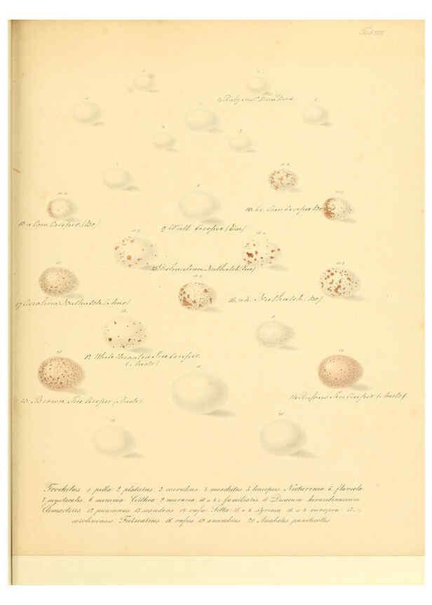 Reproducción/Reproduction 6106184122: Zur Fortpflanzungsgeschichte der gesammten Vögel Dresden,[1856?]