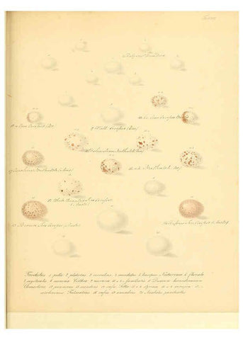 Reproducción/Reproduction 6106184122: Zur Fortpflanzungsgeschichte der gesammten Vögel Dresden,[1856?]