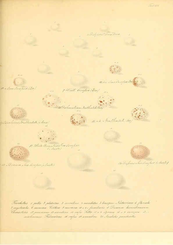 Reproducción/Reproduction 6106184122: Zur Fortpflanzungsgeschichte der gesammten Vögel Dresden,[1856?]