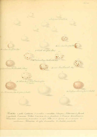 Reproducción/Reproduction 6106184122: Zur Fortpflanzungsgeschichte der gesammten Vögel Dresden,[1856?]