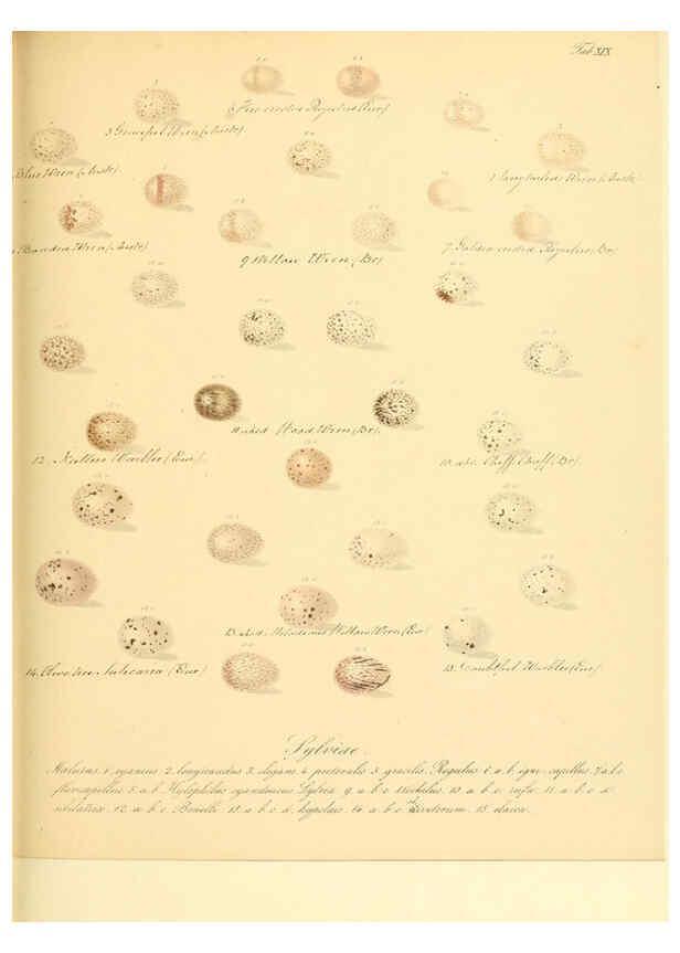 Reproducción/Reproduction 6106184406: Zur Fortpflanzungsgeschichte der gesammten Vögel Dresden,[1856?]