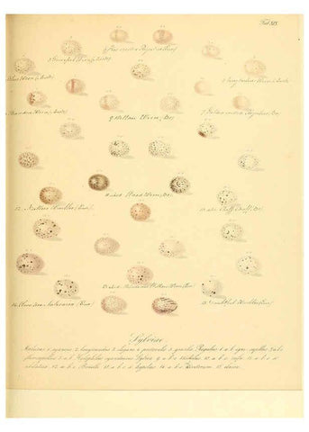 Reproducción/Reproduction 6106184406: Zur Fortpflanzungsgeschichte der gesammten Vögel Dresden,[1856?]
