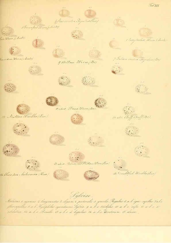 Reproducción/Reproduction 6106184406: Zur Fortpflanzungsgeschichte der gesammten Vögel Dresden,[1856?]