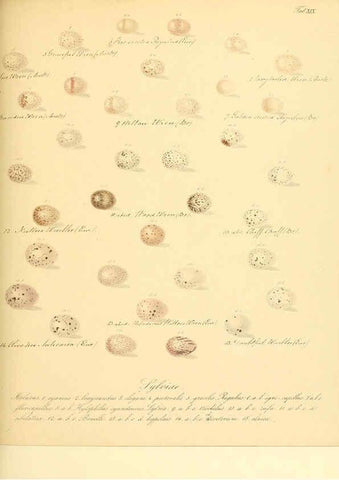Reproducción/Reproduction 6106184406: Zur Fortpflanzungsgeschichte der gesammten Vögel Dresden,[1856?]
