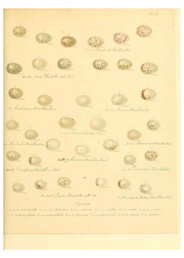 Reproducción/Reproduction 6105640221: Zur Fortpflanzungsgeschichte der gesammten Vögel Dresden,[1856?]