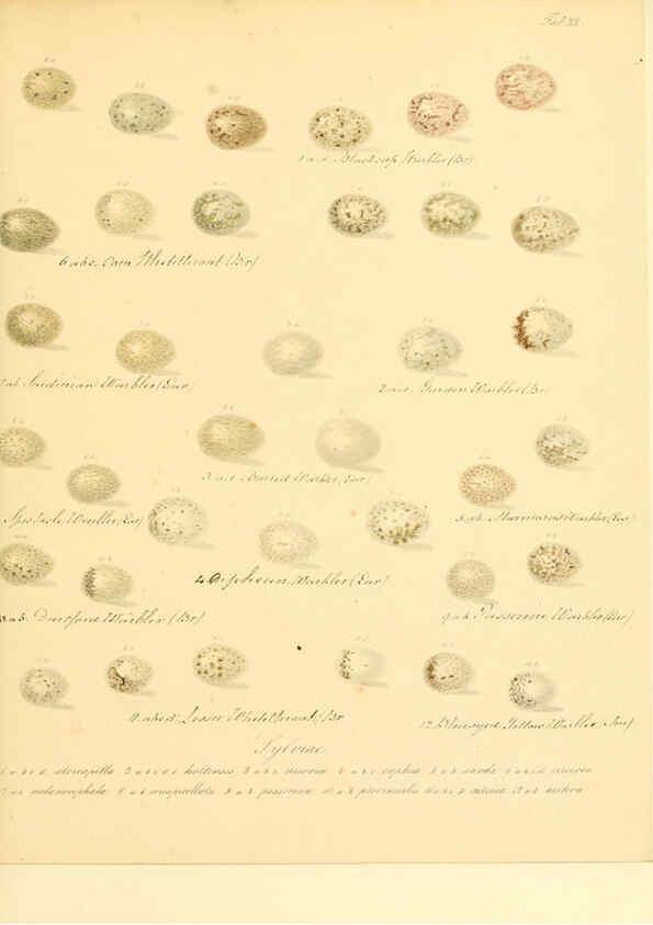 Reproducción/Reproduction 6105640221: Zur Fortpflanzungsgeschichte der gesammten Vögel Dresden,[1856?]