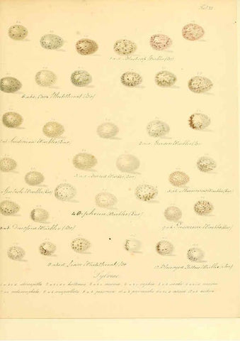 Reproducción/Reproduction 6105640221: Zur Fortpflanzungsgeschichte der gesammten Vögel Dresden,[1856?]