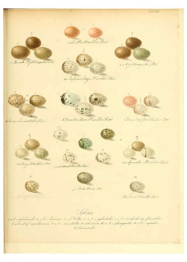 Reproducción/Reproduction 6105640369: Zur Fortpflanzungsgeschichte der gesammten Vögel Dresden,[1856?]
