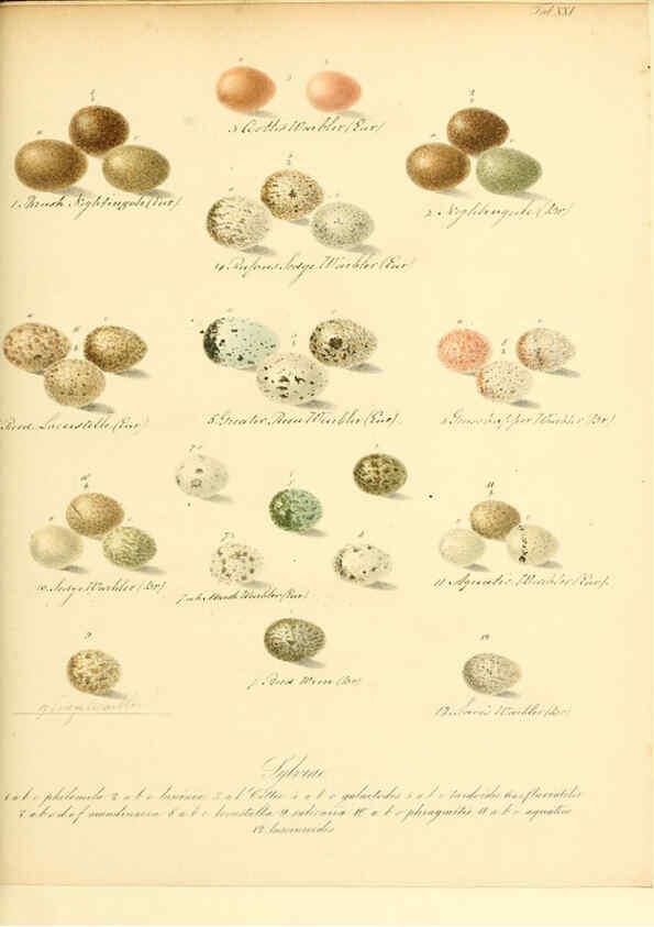 Reproducción/Reproduction 6105640369: Zur Fortpflanzungsgeschichte der gesammten Vögel Dresden,[1856?]