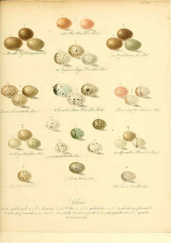 Reproducción/Reproduction 6105640369: Zur Fortpflanzungsgeschichte der gesammten Vögel Dresden,[1856?]