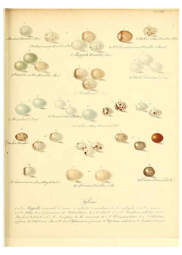 Reproducción/Reproduction 6105640577: Zur Fortpflanzungsgeschichte der gesammten Vögel Dresden,[1856?]