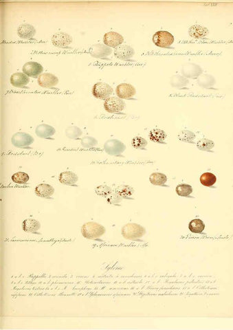 Reproducción/Reproduction 6105640577: Zur Fortpflanzungsgeschichte der gesammten Vögel Dresden,[1856?]