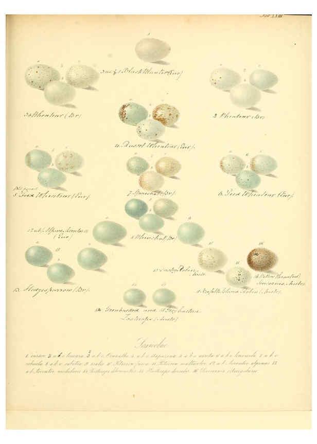 Reproducción/Reproduction 6105640761: Zur Fortpflanzungsgeschichte der gesammten Vögel Dresden,[1856?]