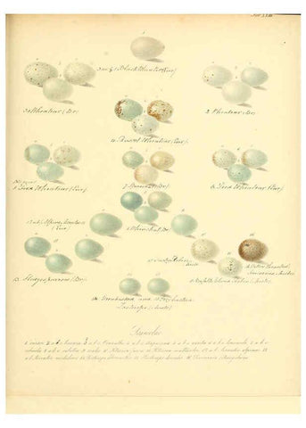 Reproducción/Reproduction 6105640761: Zur Fortpflanzungsgeschichte der gesammten Vögel Dresden,[1856?]