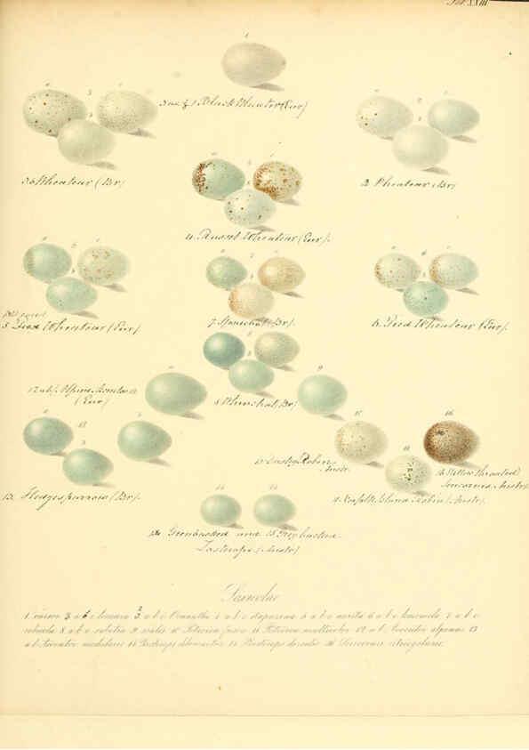 Reproducción/Reproduction 6105640761: Zur Fortpflanzungsgeschichte der gesammten Vögel Dresden,[1856?]