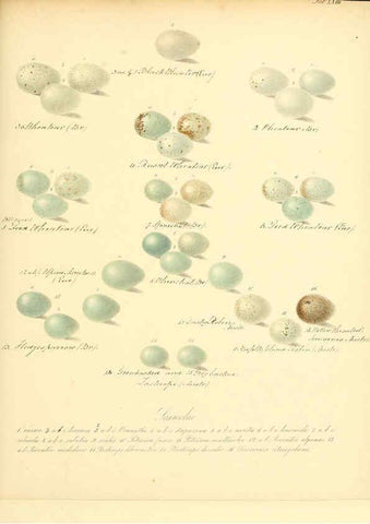 Reproducción/Reproduction 6105640761: Zur Fortpflanzungsgeschichte der gesammten Vögel Dresden,[1856?]