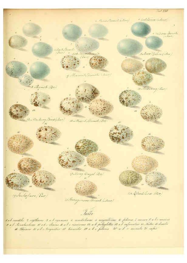 Reproducción/Reproduction 6105640913: Zur Fortpflanzungsgeschichte der gesammten Vögel Dresden,[1856?]