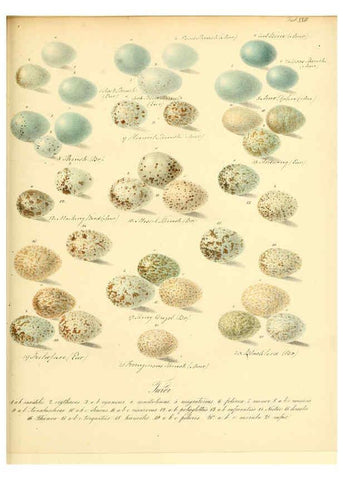 Reproducción/Reproduction 6105640913: Zur Fortpflanzungsgeschichte der gesammten Vögel Dresden,[1856?]