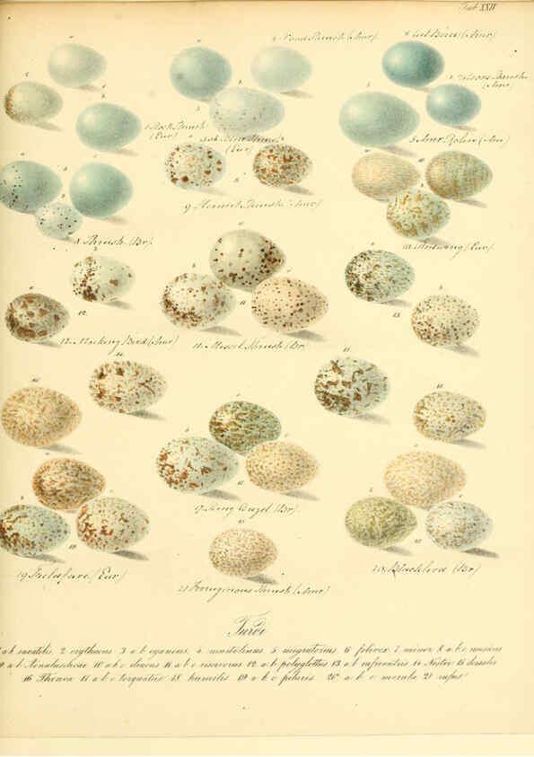 Reproducción/Reproduction 6105640913: Zur Fortpflanzungsgeschichte der gesammten Vögel Dresden,[1856?]
