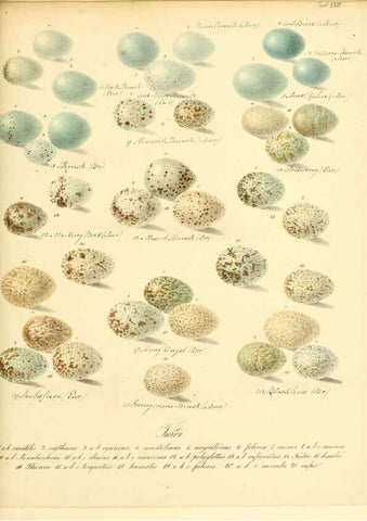 Reproducción/Reproduction 6105640913: Zur Fortpflanzungsgeschichte der gesammten Vögel Dresden,[1856?]