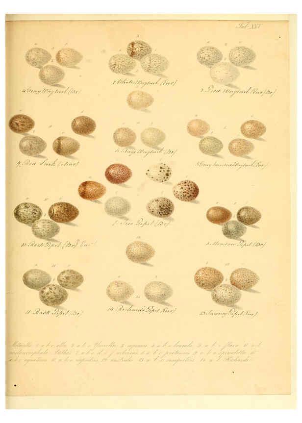 Reproducción/Reproduction 6105641073: Zur Fortpflanzungsgeschichte der gesammten Vögel Dresden,[1856?]