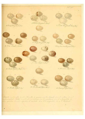 Reproducción/Reproduction 6105641073: Zur Fortpflanzungsgeschichte der gesammten Vögel Dresden,[1856?]
