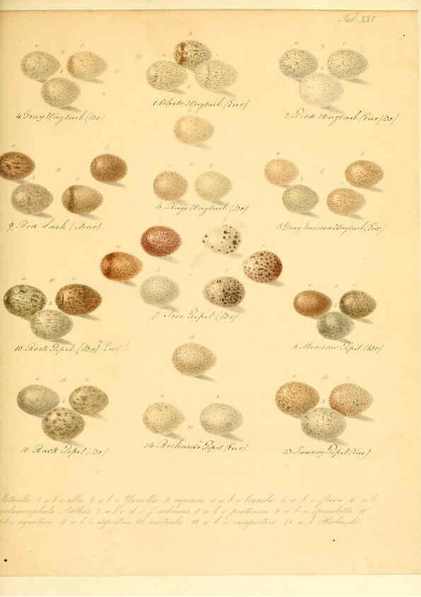 Reproducción/Reproduction 6105641073: Zur Fortpflanzungsgeschichte der gesammten Vögel Dresden,[1856?]