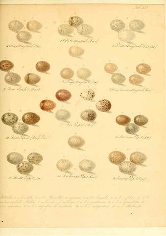 Reproducción/Reproduction 6105641073: Zur Fortpflanzungsgeschichte der gesammten Vögel Dresden,[1856?]