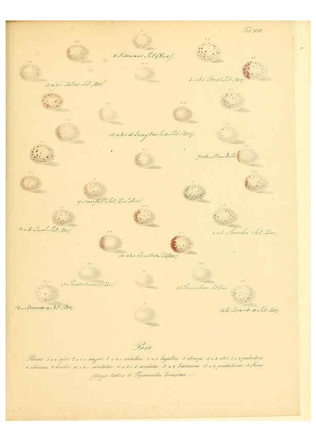 Reproducción/Reproduction 6106184280: Zur Fortpflanzungsgeschichte der gesammten Vögel Dresden,[1856?]