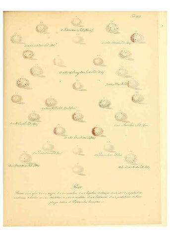 Reproducción/Reproduction 6106184280: Zur Fortpflanzungsgeschichte der gesammten Vögel Dresden,[1856?]