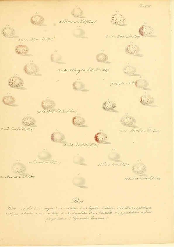 Reproducción/Reproduction 6106184280: Zur Fortpflanzungsgeschichte der gesammten Vögel Dresden,[1856?]