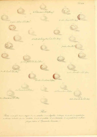Reproducción/Reproduction 6106184280: Zur Fortpflanzungsgeschichte der gesammten Vögel Dresden,[1856?]