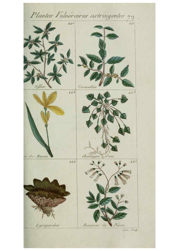 Reproducción/Reproduction 6103460007: Plantes usuelles, indigènes et exotiques Paris :Duprat-Duverger,1809