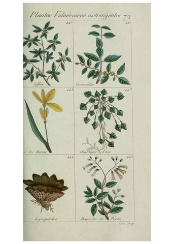 Reproducción/Reproduction 6103460007: Plantes usuelles, indigènes et exotiques Paris :Duprat-Duverger,1809