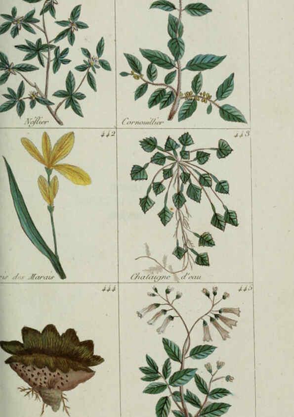 Reproducción/Reproduction 6103460007: Plantes usuelles, indigènes et exotiques Paris :Duprat-Duverger,1809