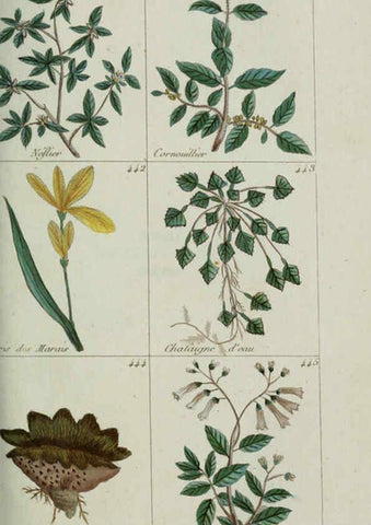 Reproducción/Reproduction 6103460007: Plantes usuelles, indigènes et exotiques Paris :Duprat-Duverger,1809