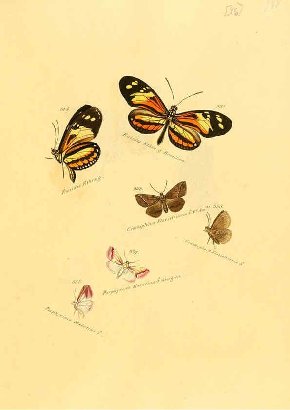 Reproducción/Reproduction 6105901679: Zuträge zur Sammlung exotischer Schmettlinge [sic] atlas Augsburg :bey dem Verfasser zu finden,1818-1837