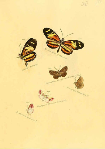 Reproducción/Reproduction 6105901679: Zuträge zur Sammlung exotischer Schmettlinge [sic] atlas Augsburg :bey dem Verfasser zu finden,1818-1837