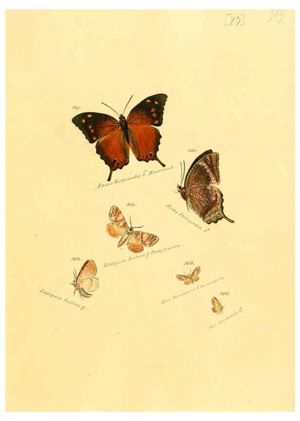 Reproducción/Reproduction 6105901871: Zuträge zur Sammlung exotischer Schmettlinge [sic] atlas Augsburg :bey dem Verfasser zu finden,1818-1837