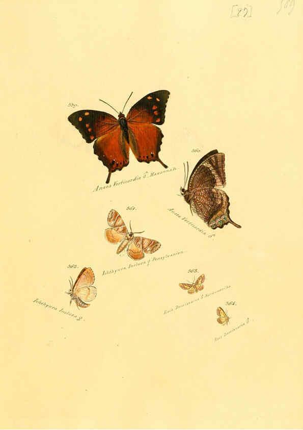 Reproducción/Reproduction 6105901871: Zuträge zur Sammlung exotischer Schmettlinge [sic] atlas Augsburg :bey dem Verfasser zu finden,1818-1837