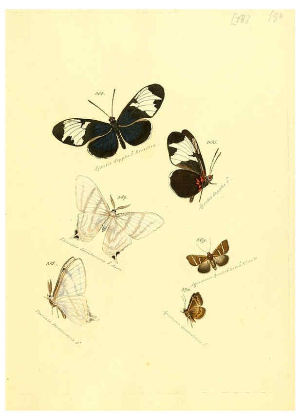 Reproducción/Reproduction 6106447618: Zuträge zur Sammlung exotischer Schmettlinge [sic] atlas Augsburg :bey dem Verfasser zu finden,1818-1837
