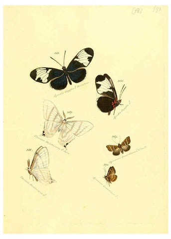 Reproducción/Reproduction 6106447618: Zuträge zur Sammlung exotischer Schmettlinge [sic] atlas Augsburg :bey dem Verfasser zu finden,1818-1837