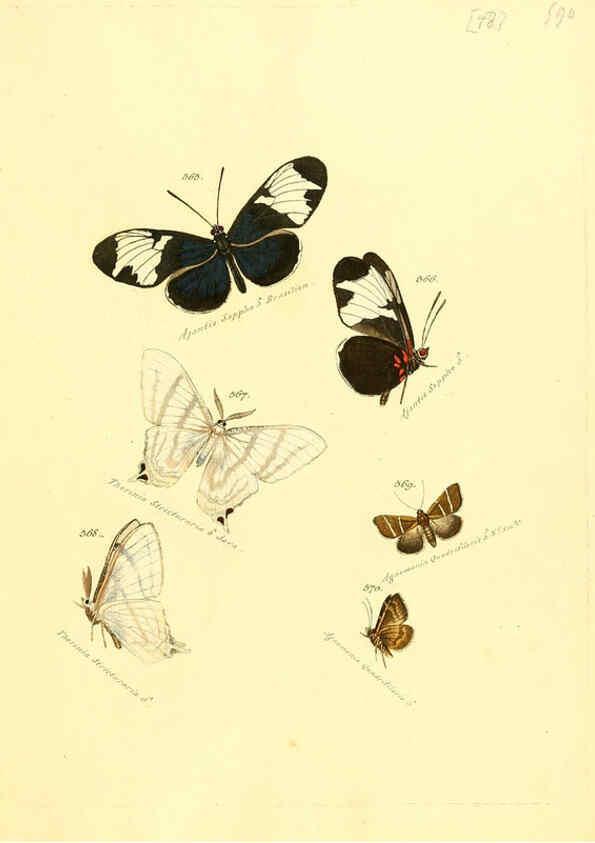 Reproducción/Reproduction 6106447618: Zuträge zur Sammlung exotischer Schmettlinge [sic] atlas Augsburg :bey dem Verfasser zu finden,1818-1837