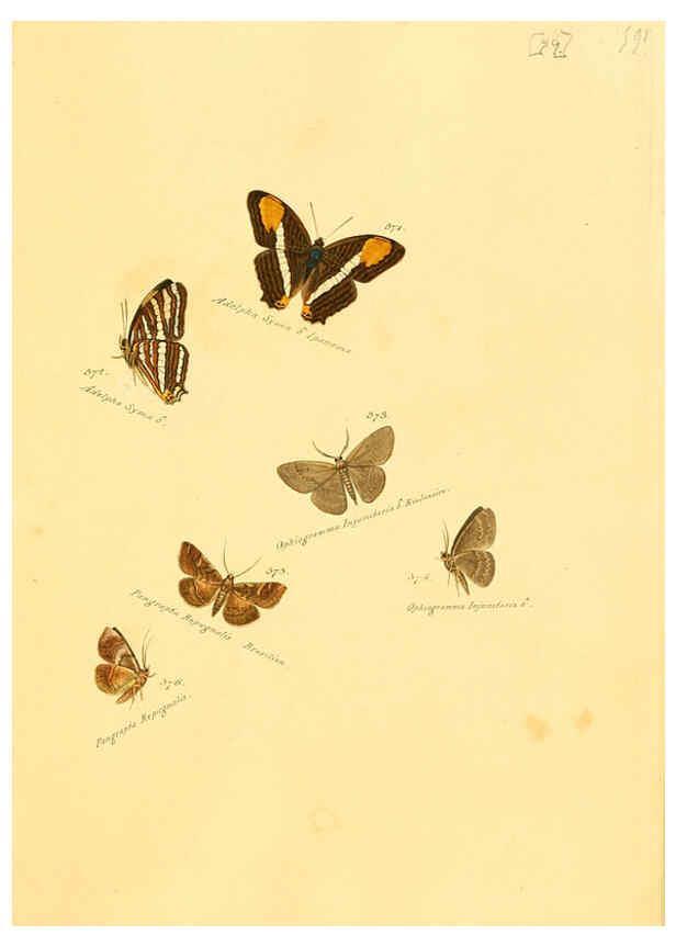 Reproducción/Reproduction 6105902511: Zuträge zur Sammlung exotischer Schmettlinge [sic] atlas Augsburg :bey dem Verfasser zu finden,1818-1837